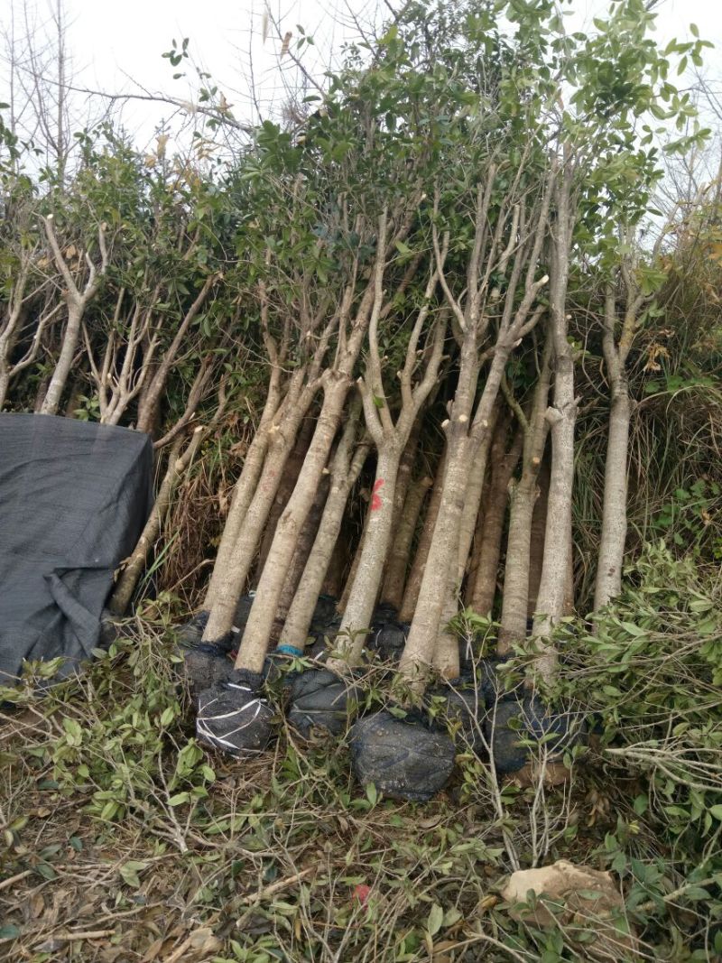 金桂苗桂花苗八月桂花苗桂花苗批发基地发货一手货