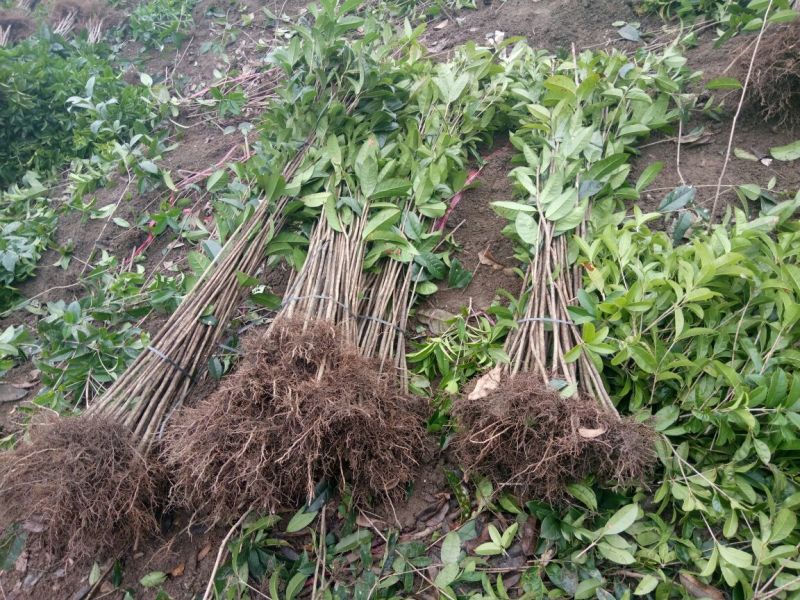 金桂苗桂花苗八月桂花苗桂花苗批发基地发货一手货