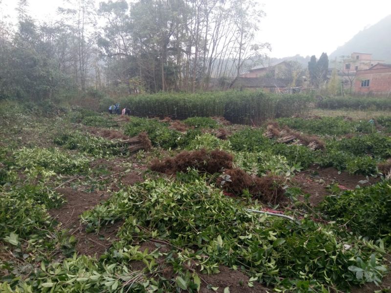 金桂苗桂花苗八月桂花苗桂花苗批发基地发货一手货