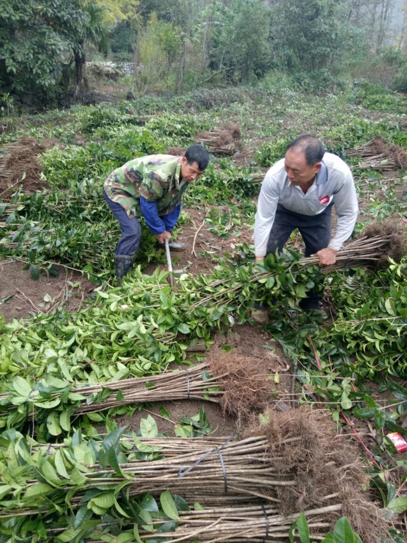 金桂苗桂花苗八月桂花苗桂花苗批发基地发货一手货