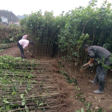 金桂苗桂花苗八月桂花苗桂花苗批发基地发货一手货
