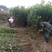 金桂苗桂花苗八月桂花苗桂花苗批发基地发货一手货