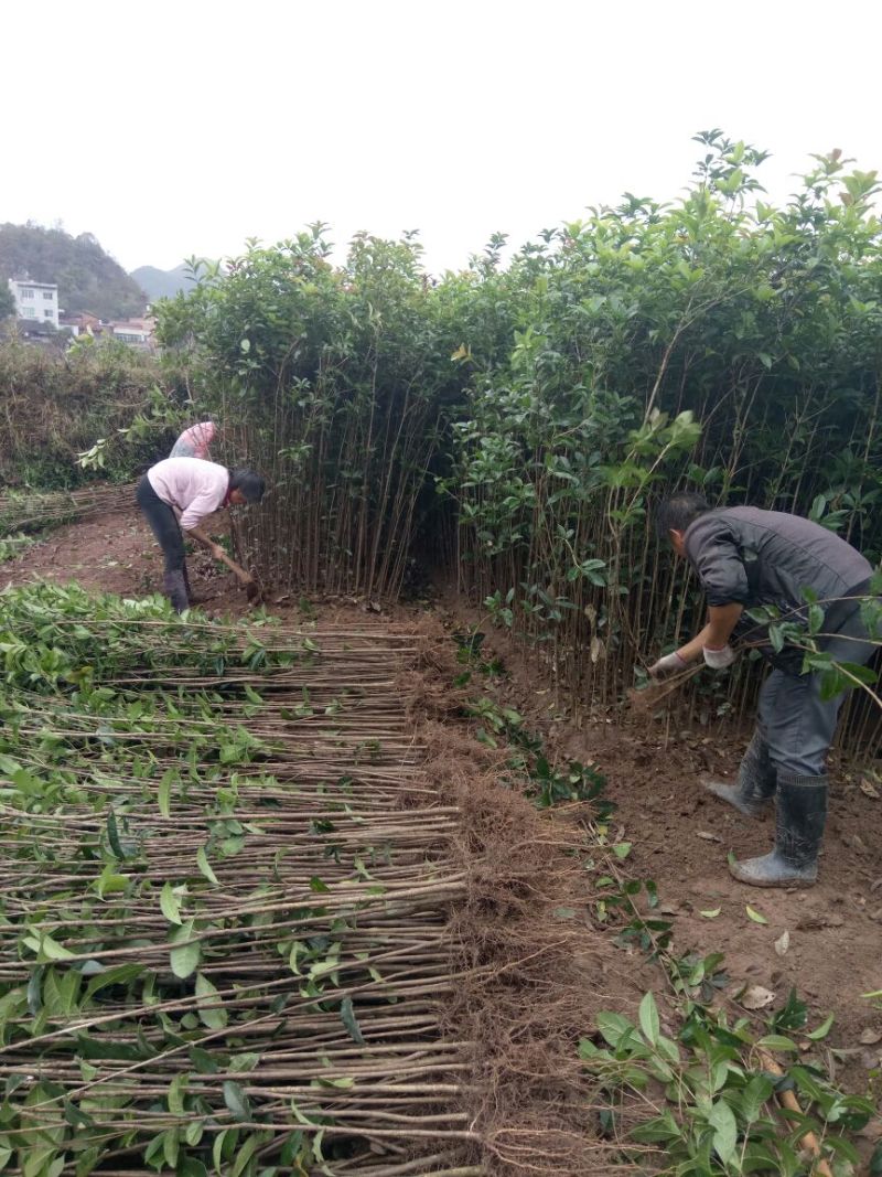 金桂苗桂花苗八月桂花苗桂花苗批发基地发货一手货