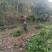 金桂苗桂花苗八月桂花苗桂花苗批发基地发货一手货