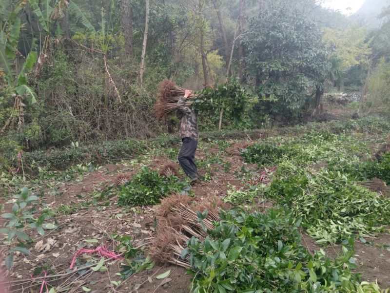 金桂苗桂花苗八月桂花苗桂花苗批发基地发货一手货