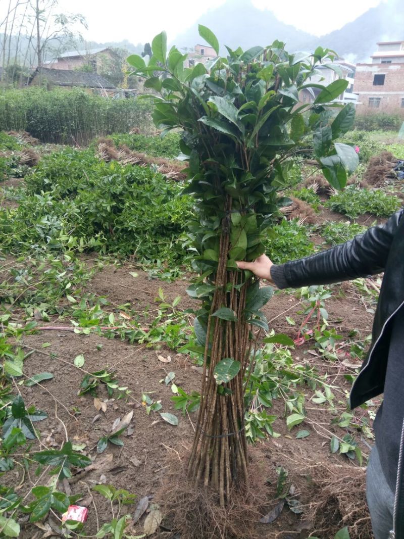 金桂苗桂花苗八月桂花苗桂花苗批发基地发货一手货