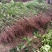 金桂苗桂花苗八月桂花苗桂花苗批发基地发货一手货