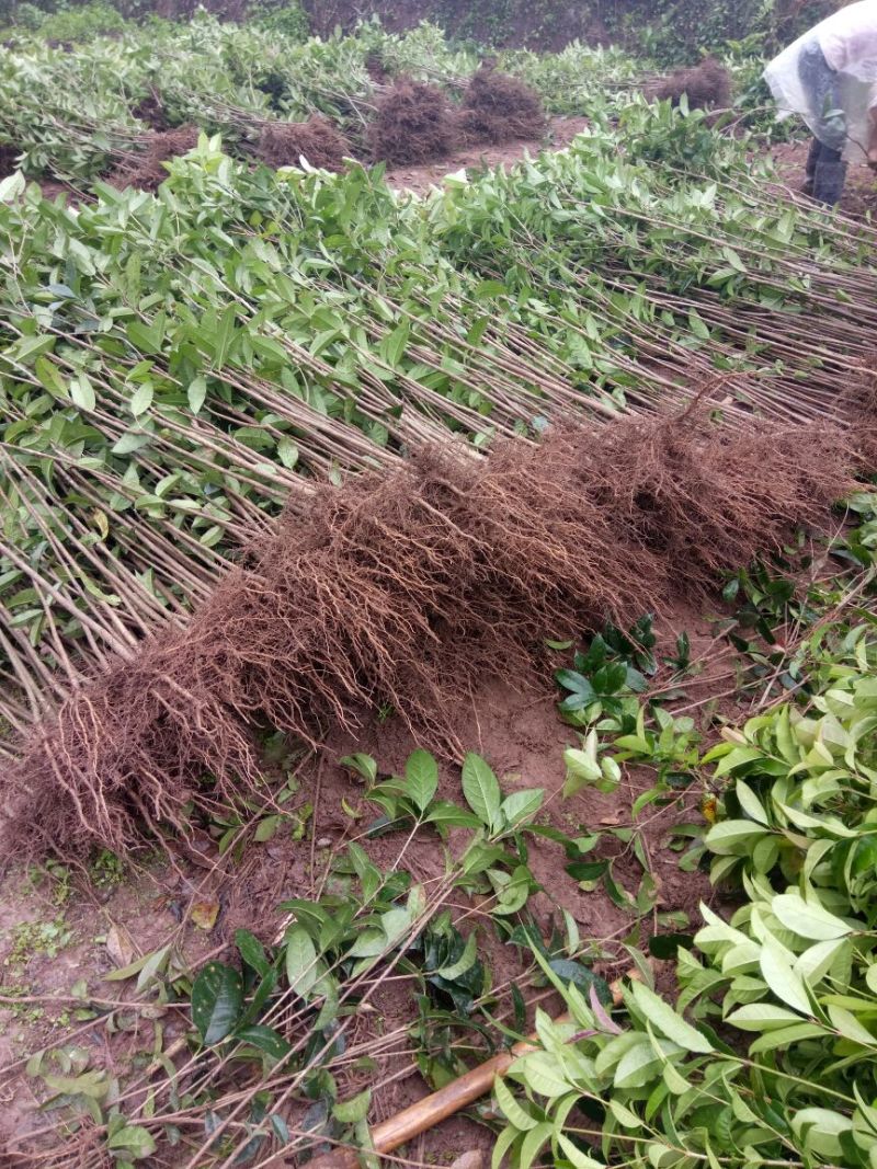 金桂苗桂花苗八月桂花苗桂花苗批发基地发货一手货