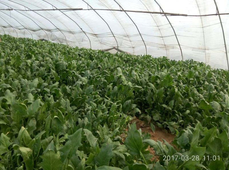 全能菠菜35~40厘米