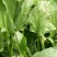 全能菠菜35~40厘米