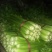 芹菜60cm以上本地大棚种植