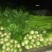 芹菜60cm以上本地大棚种植