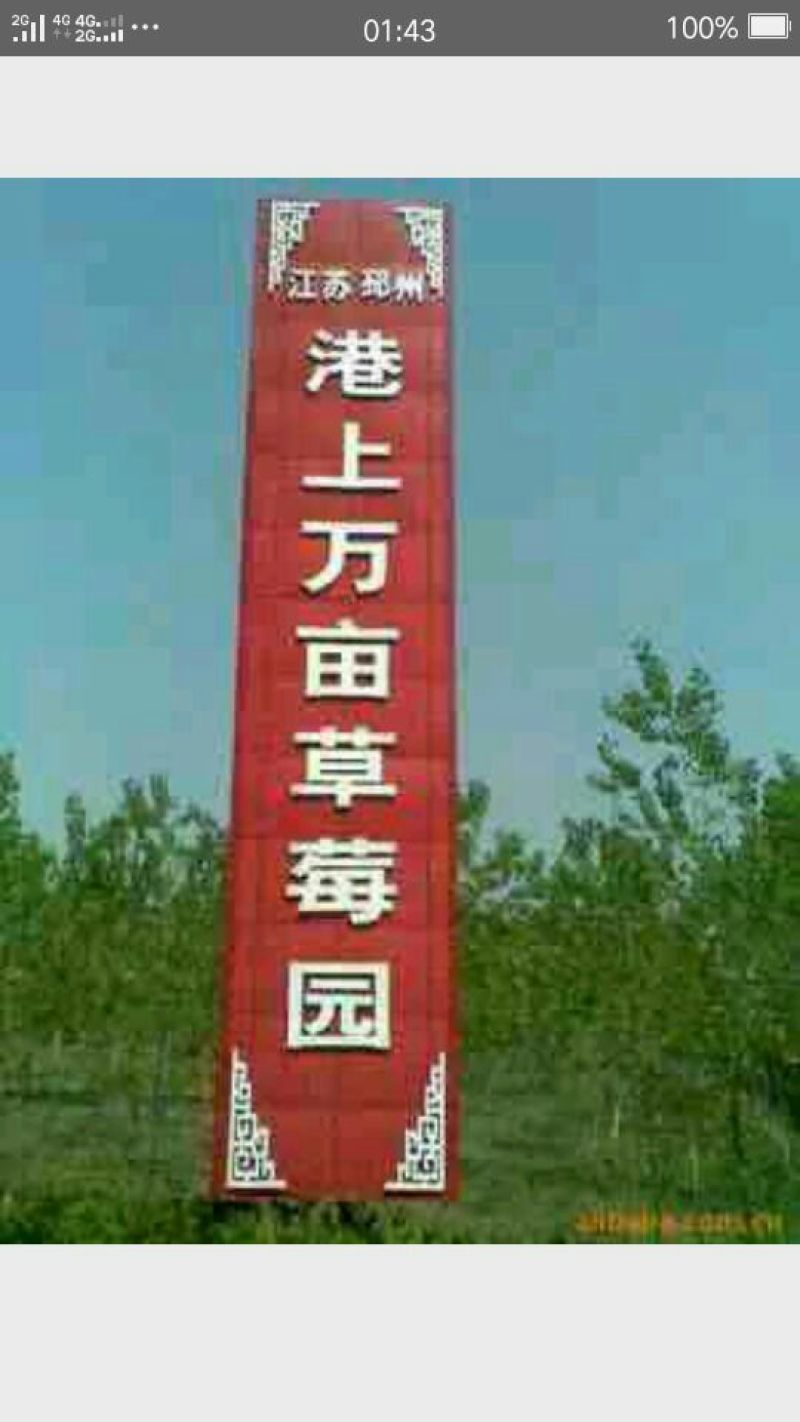 美国甜查理草莓30克以上