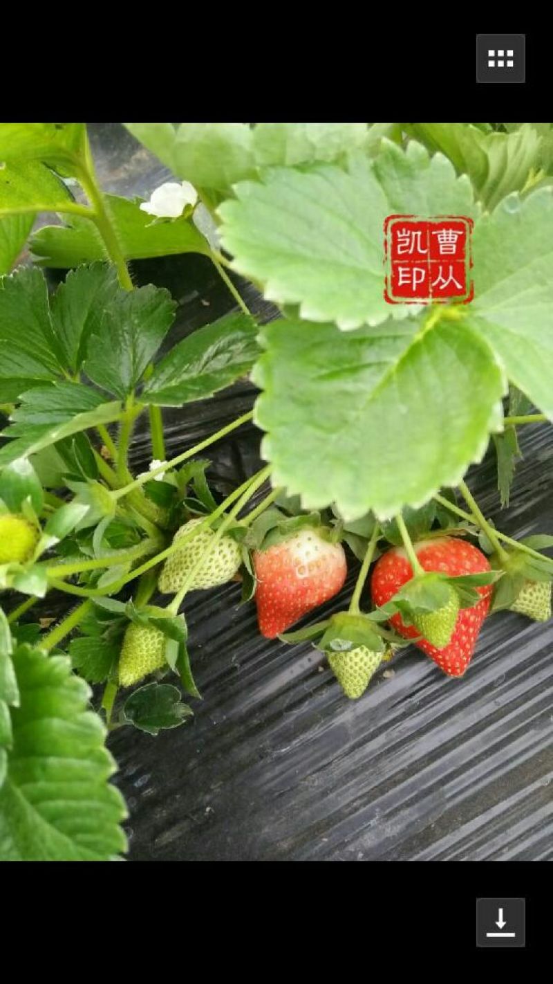 美国甜查理草莓30克以上