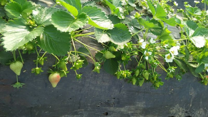美国甜查理草莓30克以上