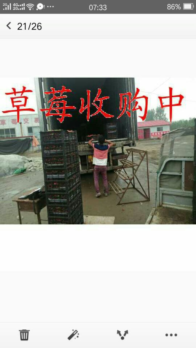 美国甜查理草莓30克以上