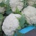 白花菜花2斤紧密乳白