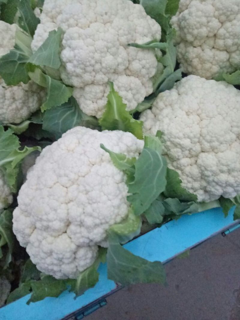白花菜花2斤紧密乳白