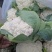 白花菜花2斤紧密乳白