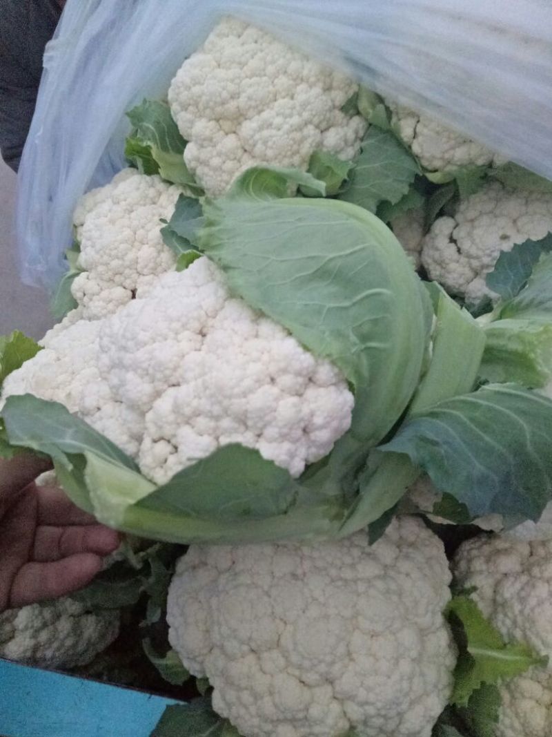 白花菜花2斤紧密乳白