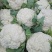 白花菜花2斤紧密乳白