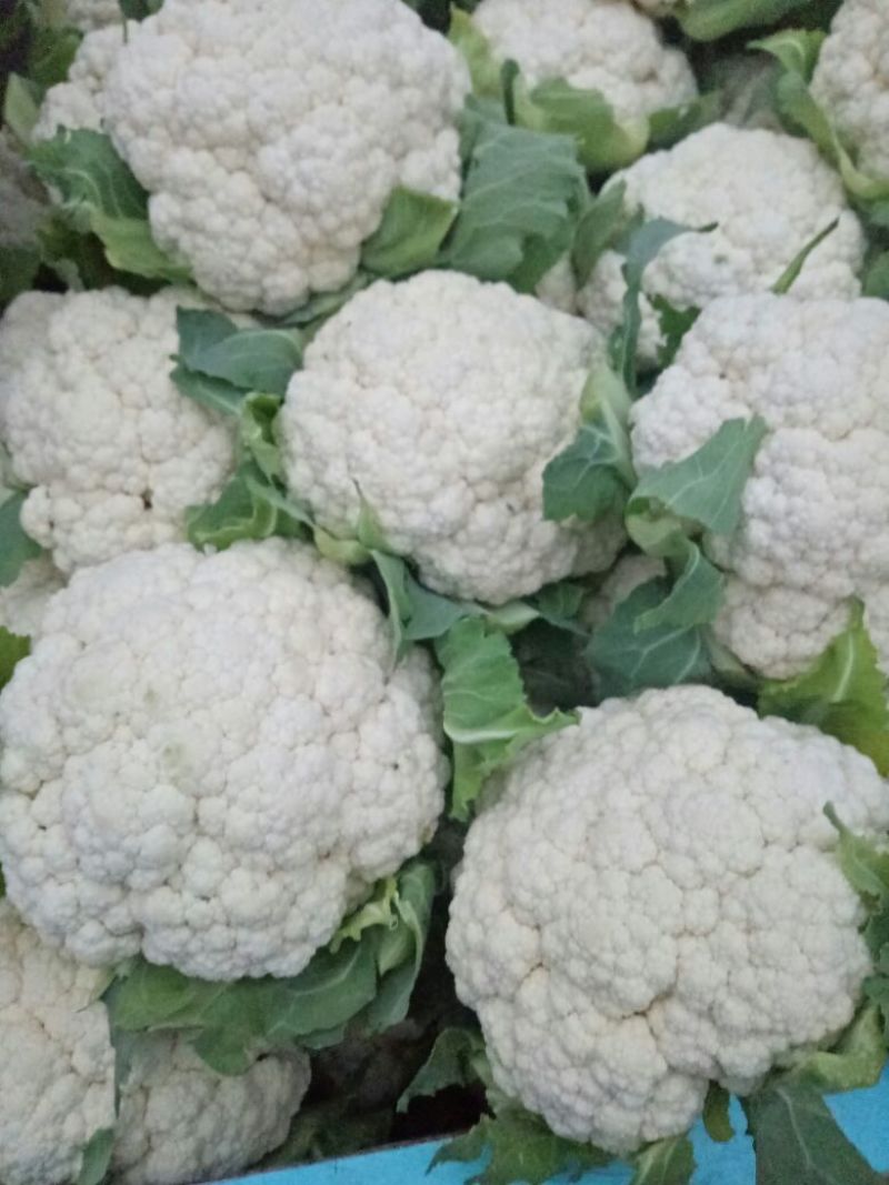 白花菜花2斤紧密乳白