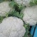 白花菜花2斤紧密乳白