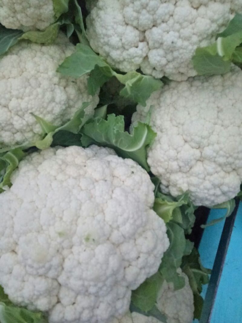 白花菜花2斤紧密乳白