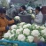 白花菜花2斤紧密乳白