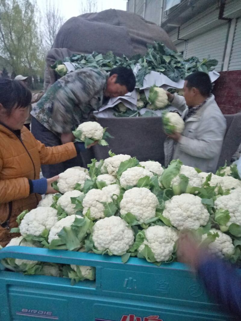 白花菜花2斤紧密乳白