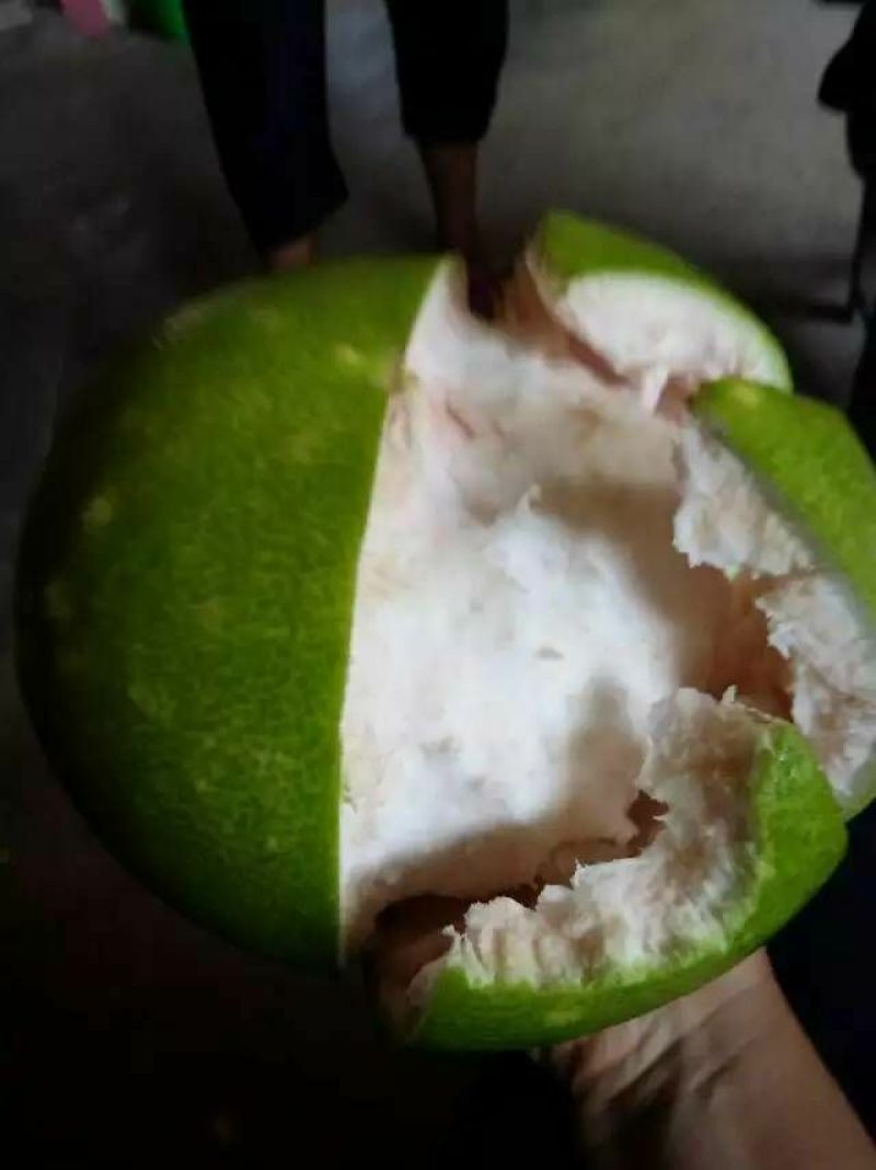 三红蜜柚苗