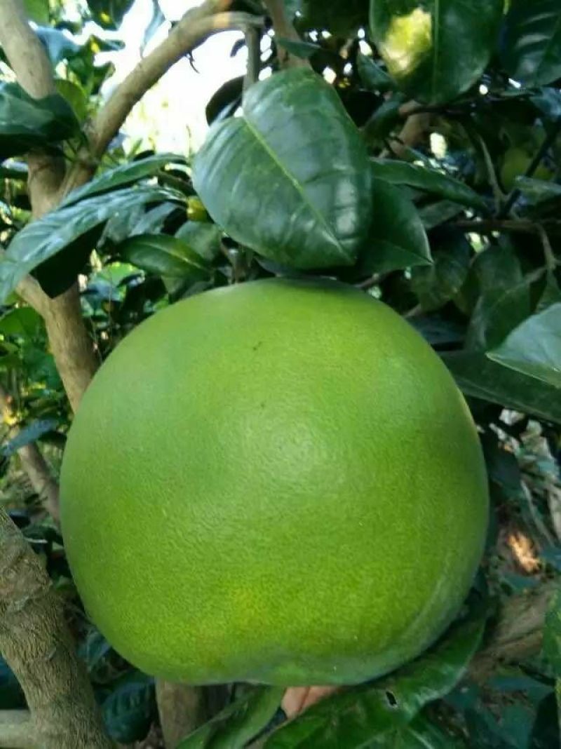 三红蜜柚苗