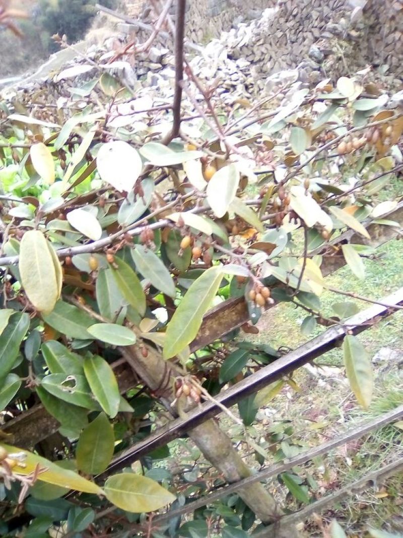 羊奶果苗
