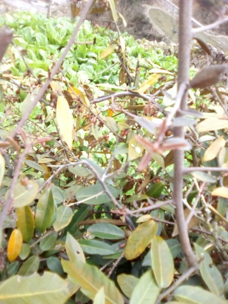 羊奶果苗