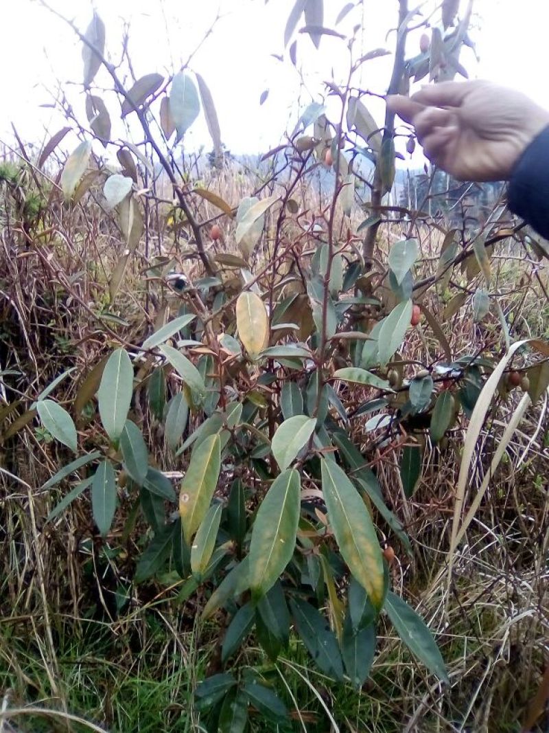 羊奶果苗