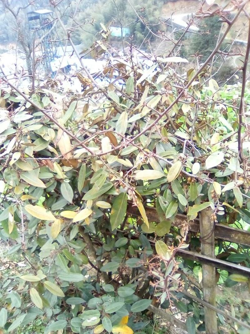 羊奶果苗