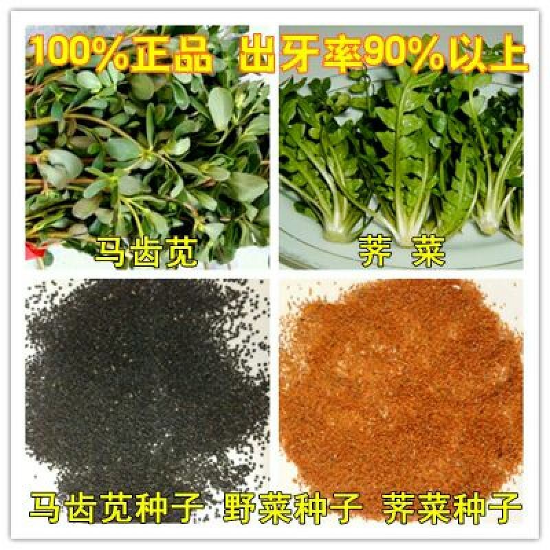 艾草种子95