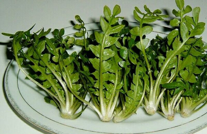 艾草种子95