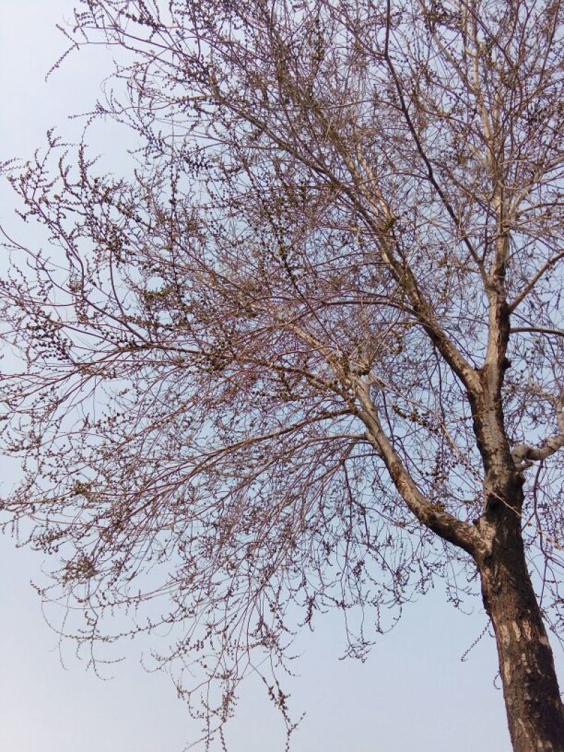 白榆12~14cm6~8cm3~3.5m