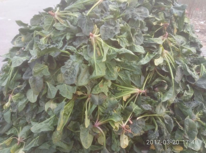 菠菜15~20厘米