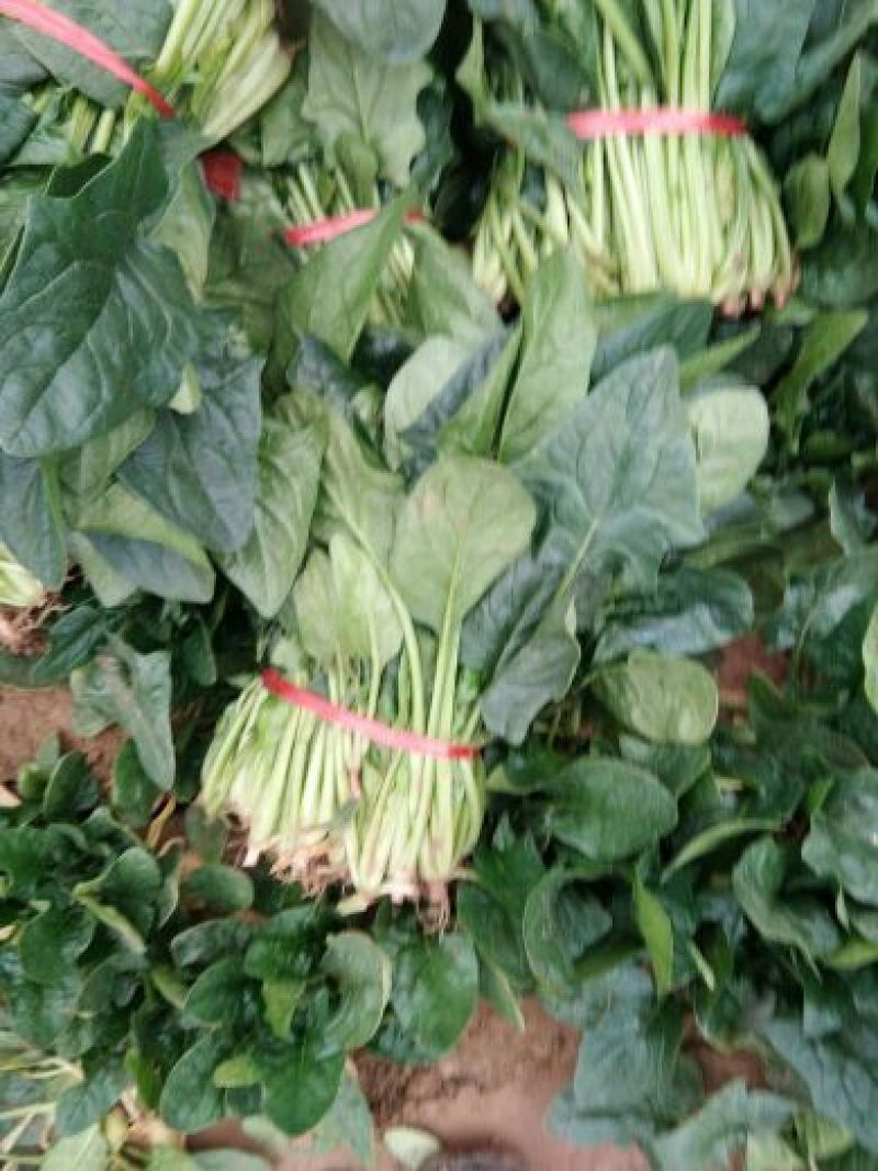 越冬菠菜菠菜30~35厘米