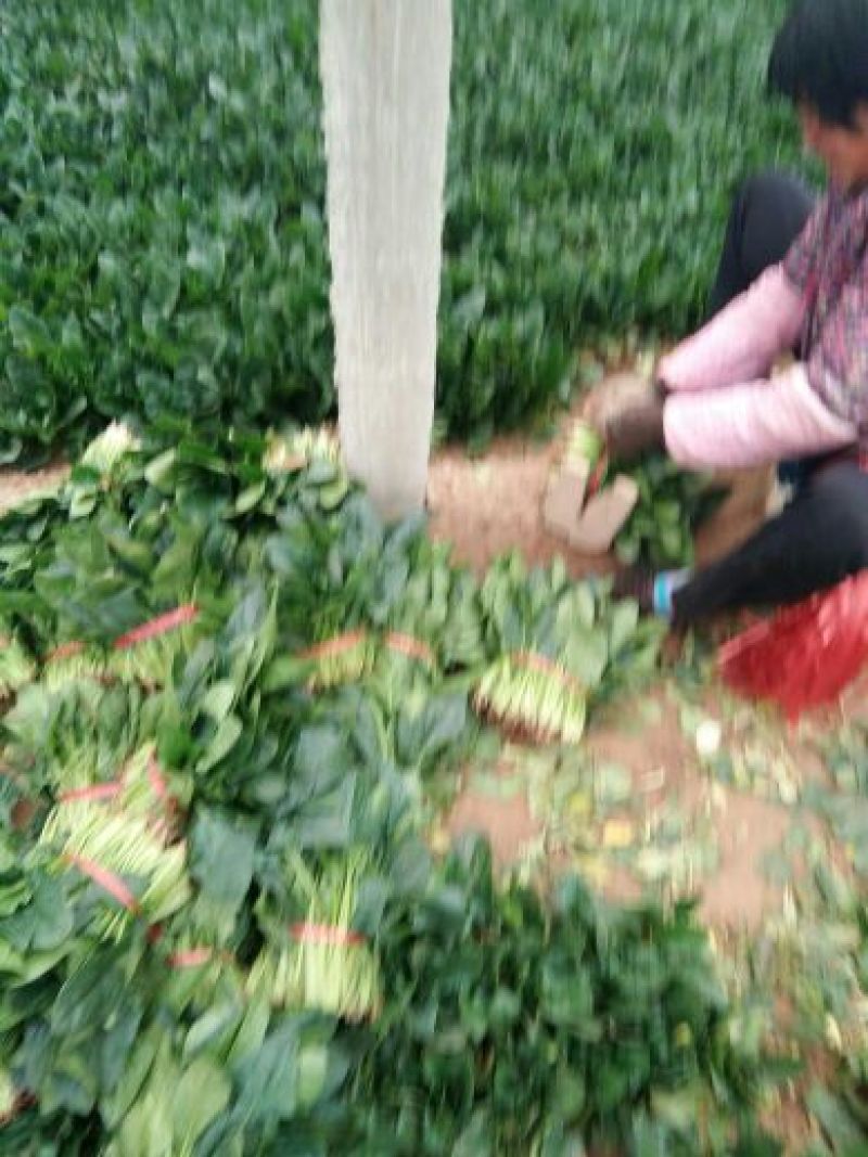 越冬菠菜菠菜30~35厘米