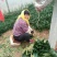 越冬菠菜菠菜30~35厘米