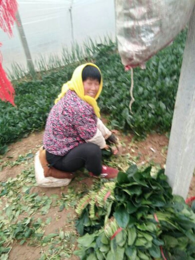 越冬菠菜菠菜30~35厘米
