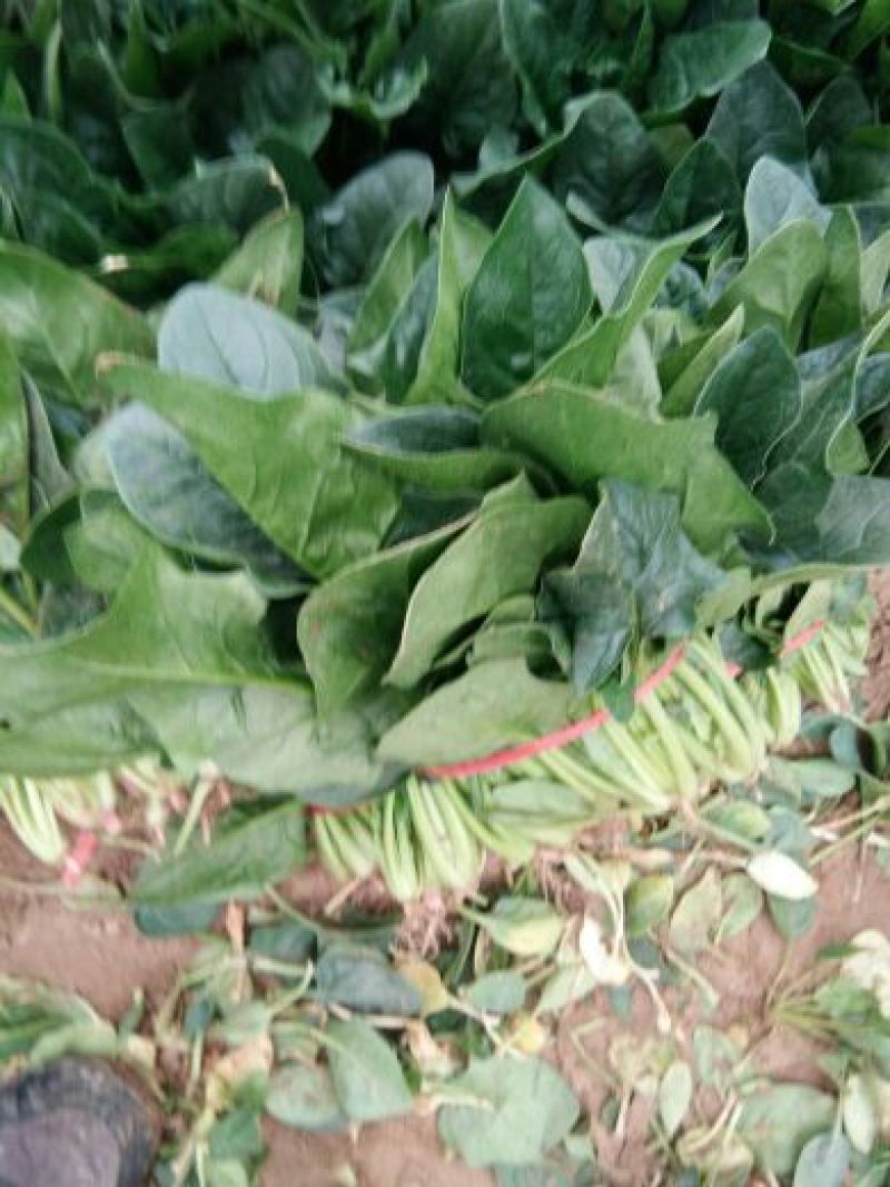 越冬菠菜菠菜30~35厘米