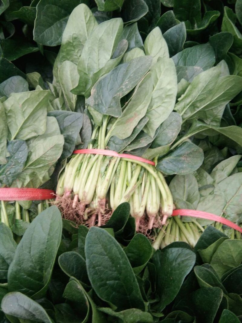 越冬菠菜菠菜30~35厘米