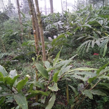 草果苗30~50cm
