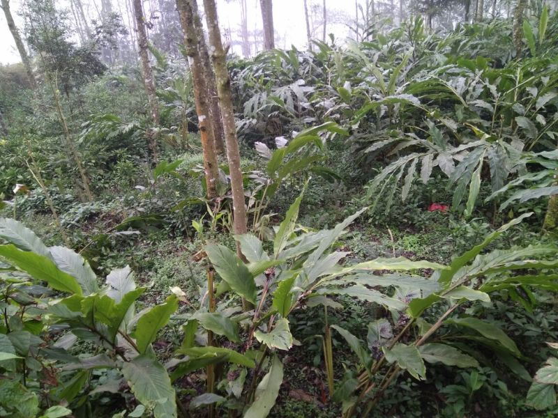 草果苗30~50cm