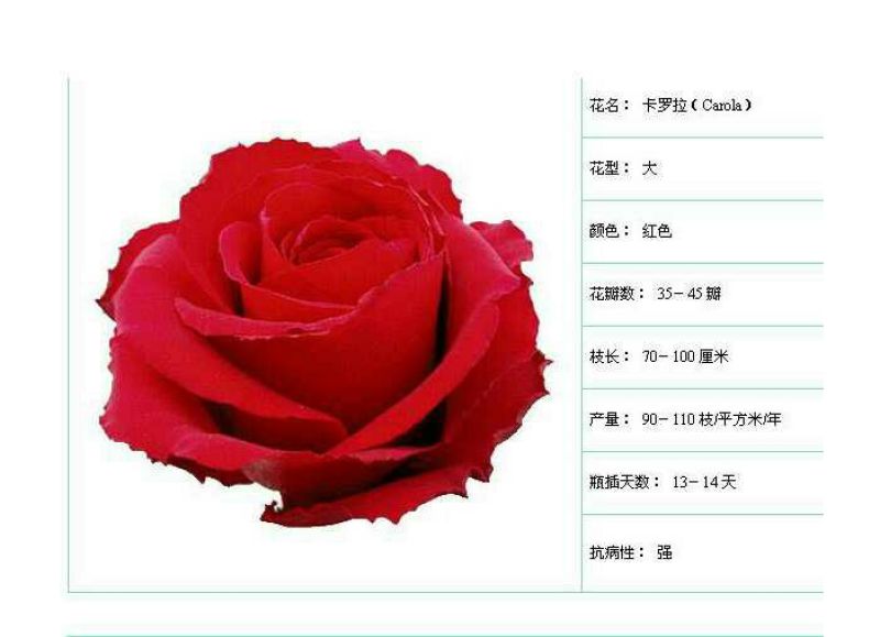 红玫瑰苗10cm以下
