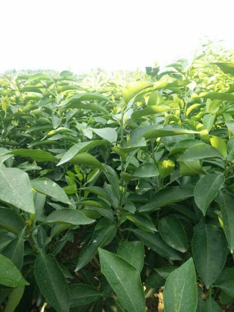 爱媛38号苗，中熟杂柑品种，十月底成熟可留树保鲜到十二